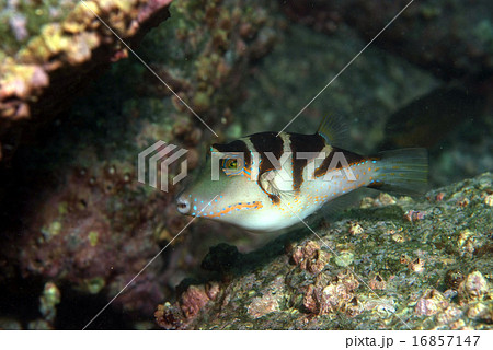 ハナキンチャクフグ泳ぐ 16857147