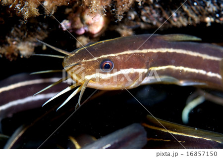 ゴンズイ成魚 16857150