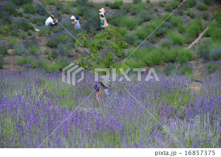 ラベンダーの花摘 ラベンダーの花摘 16857375