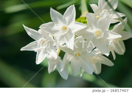 ペーパーホワイト 16857407