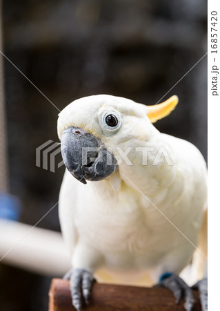 Sulphur-crested Cockatoo, Cacatua galerita perched on branches 16857420