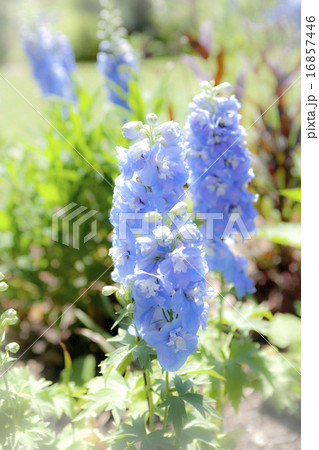 デルフィニウム 16857446