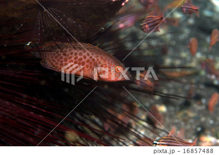 ガンガゼに潜むオオモンハタ幼魚 16857488