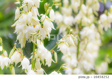 イトランの花 16858252