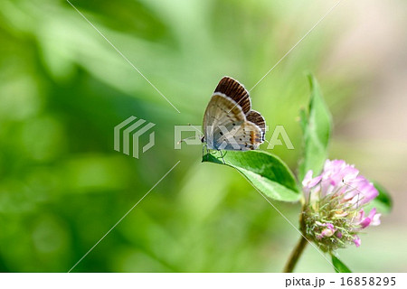 ツバメシジミとムラサキツメクサ（アカツメクサ） 16858295