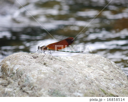 ミヤマカワトンボ 16858514