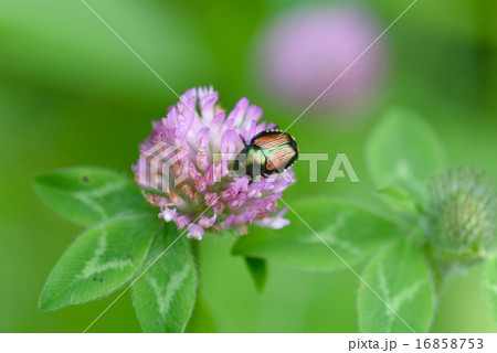 マメコガネとムラサキツメクサ(アカツメクサ) マメコガネとムラサキツメクサ(アカツメクサ) 16858753