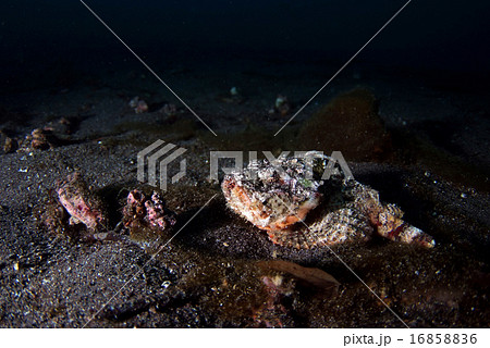 夜のサツマカサゴ 16858836