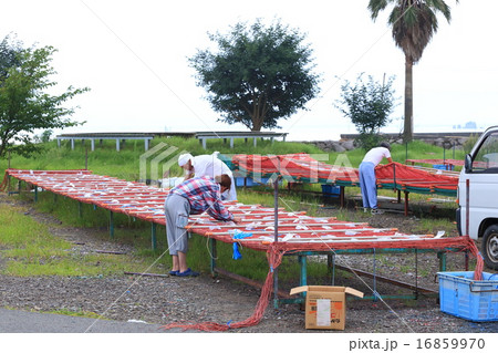 海苔の養殖作業 16859970