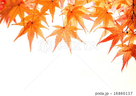 モミジの紅葉　白背景 16860137
