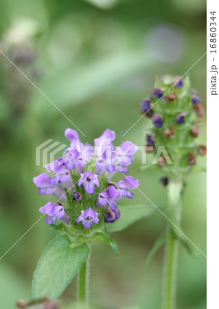 ウツボグサ 16860344