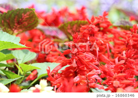 サルビア・スプレンデス 16860346