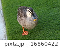 アヒル 16860422