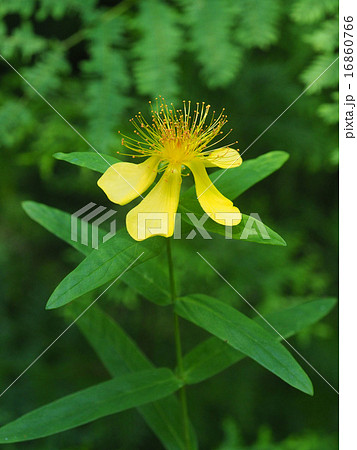 トモエソウ トモエソウ 16860766