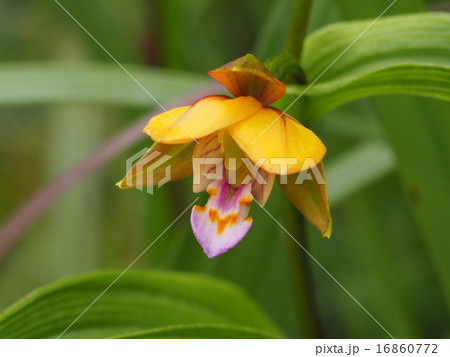 カキラン カキラン 16860772