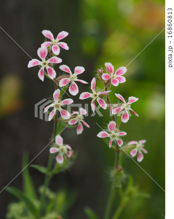 マンテマ マンテマ 16860813