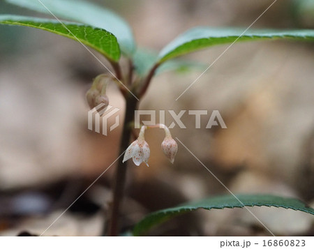 ヤブコウジの花の写真素材