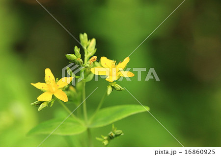 自然　植物　オトギリソウ、『小連翹』という生薬になり外傷や痛風などの鎮痛に使われるようです 16860925