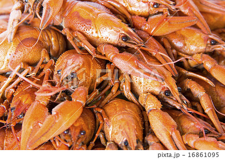 Many crawfishes Many crawfishes 16861095