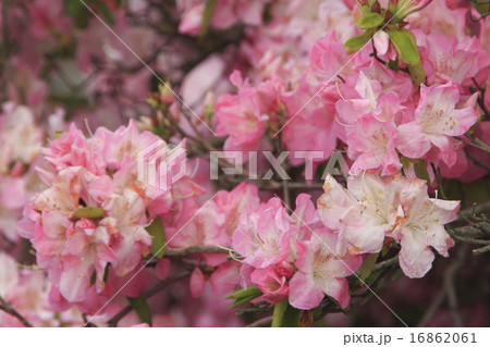館林つつじまつり：つつじが岡公園の巨木ツツジ（群馬県館林市） 16862061