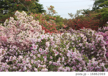 館林つつじまつり:つつじが岡公園の巨木ツツジ(群馬県館林市) 館林つつじまつり:つつじが岡公園の巨木ツツジ(群馬県館林市) 16862069