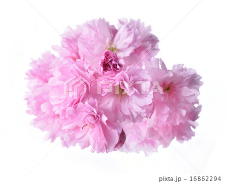 さくら（陽光） 16862294