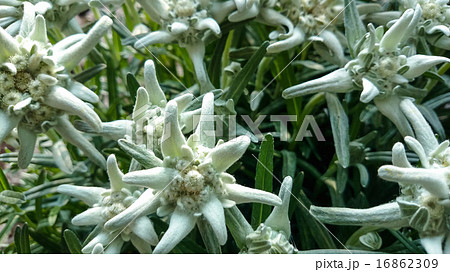 Leontopodium alpinum, flower Edelweiss 16862309