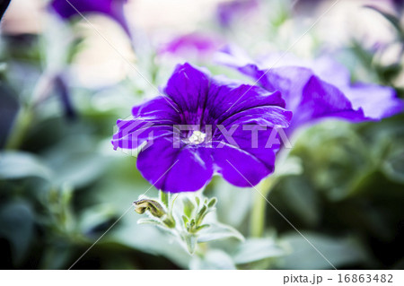 purple surfinia purple surfinia 16863482