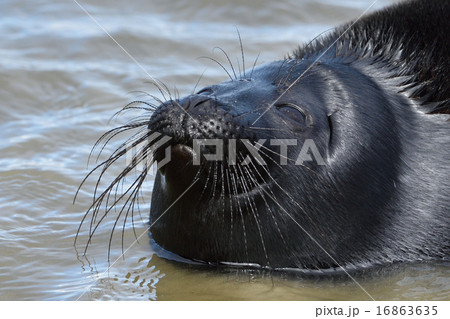 Ladoga ringed seal 16863635