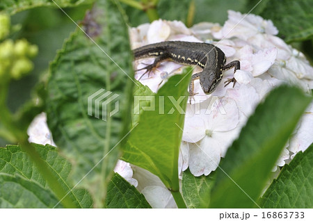 カナヘビ カナヘビ 16863733