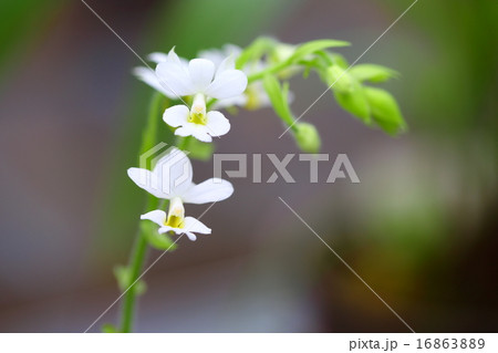 カランテ・ルベンス 16863889