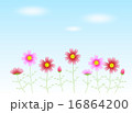 青空　コスモス 16864200