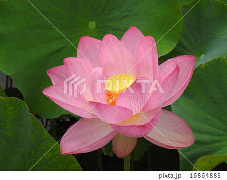 天然記念物　「枚岡の原始蓮」 16864883