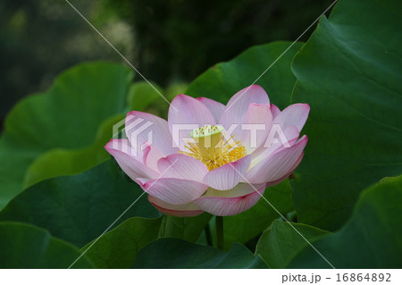 天然記念物　「枚岡の原始蓮」 16864892