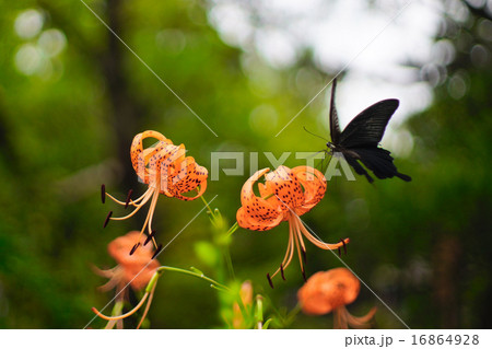 クロアゲハ+コオニユリ クロアゲハ+コオニユリ 16864928