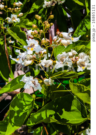 Spring Flower Catalpa Spring Flower Catalpa 16865131