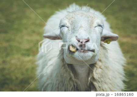 Sheep in farm at Ratchaburi, Thailand 16865160