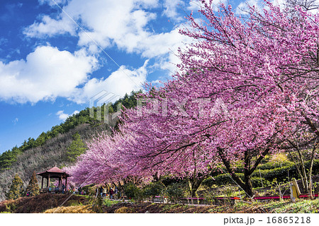 台湾 自然 天然 16865218