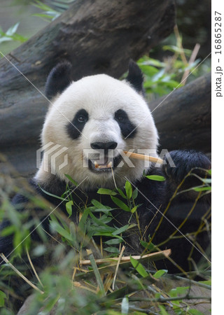 笑顔のパンダ 16865287