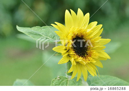 レモンエクレアの花 レモンエクレアの花 16865288