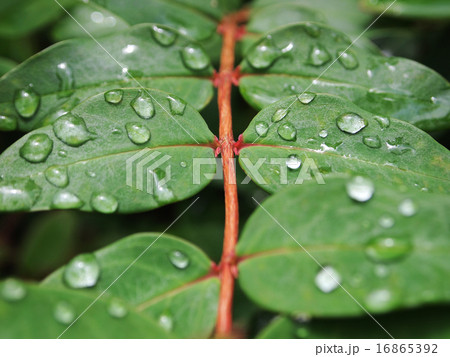 葉の雨粒 16865392