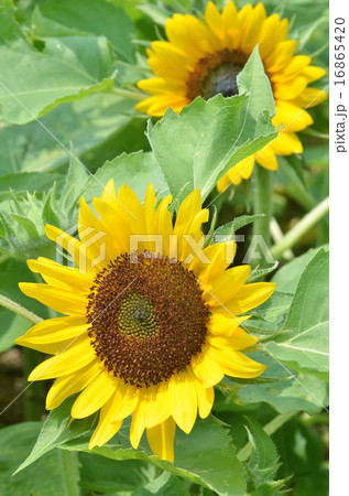 グットスマイル 16865420