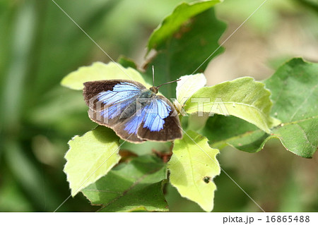 生き物 昆虫 ムラサキシジミ、産卵行動?コナラの若葉の上で行ったり来たり。翅のブルーが美しい 生き物 昆虫 ムラサキシジミ、産卵行動?コナラの若葉の上で行ったり来たり。翅のブルーが美しい 16865488