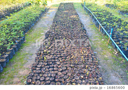 Green sprout growing from seed 16865600