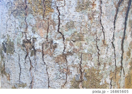 Tree trunk texture Tree trunk texture 16865605