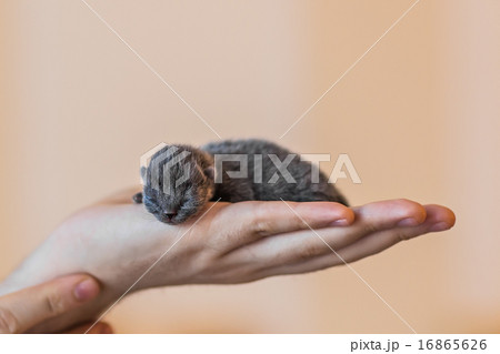 Blue british kitten in men's hand  16865626