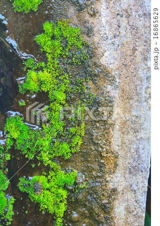 Old wall with moss and various stains Old wall with moss and various stains 16865629