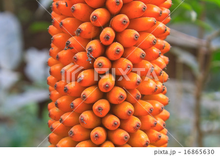 Flora in Thailand Flora in Thailand 16865630