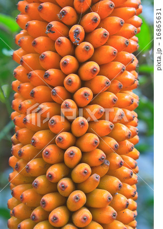 Flora in Thailand Flora in Thailand 16865631