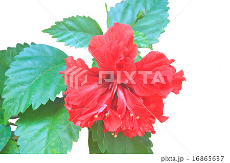 Flower from Thailand Flower from Thailand 16865637